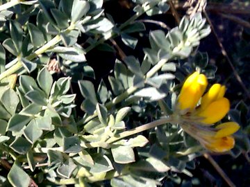 Un Lotus a Latina e uno a Catania